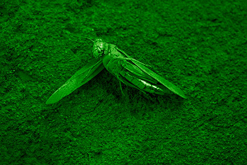 Giant Dead Grasshopper Laid To Rest (Green Shade Photo)