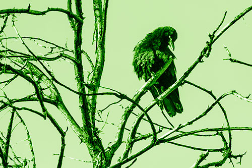 Glaze Eyed Crow Tilting Head Among Dead Tree Branches (Green Shade)