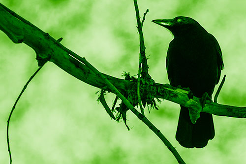 Glazed Eyed Crow Gazing Sideways Along Sloping Tree Branch (Green Shade Photo)