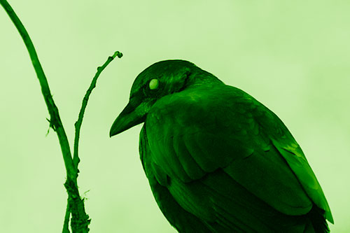 Glazed Eyed Crow Hunched Over Atop Tree Branch (Green Shade Photo)