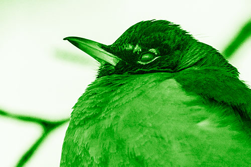 Glazed Eyed Robin Resting Atop Tree Branch (Green Shade Photo)
