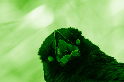 Glazed Eyed Tongue Screaming Crow (Green Shade Photo)