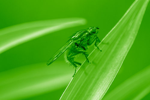 Golden Dung Fly Perched Along Sloping Fescue Grass Blade (Green Shade)
