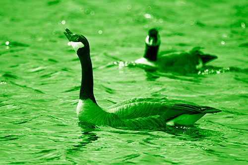 Goose Honking Loudly On Lake Water (Green Shade Photo)