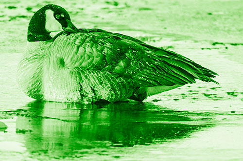 Goose Resting Atop Ice Frozen River (Green Shade Photo)