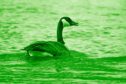 Goose Swimming Down River Water (Green Shade Photo)