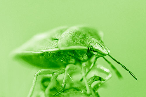 Gorse Shieldbug Standing Atop Gumplant (Green Shade)