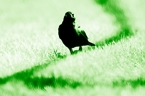 Grackle Bird Walking Down Shadow Line (Green Shade Photo)