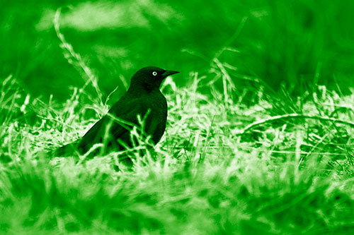 Grackle Standing Among Grass (Green Shade Photo)