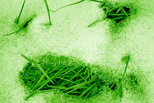 Grass Blade Face Pierces Through Melting Snow (Green Shade Photo)