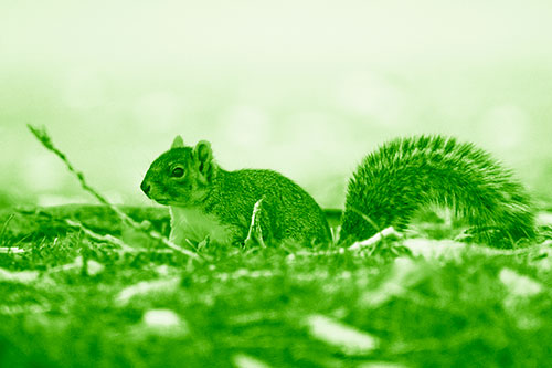 Grass Crouching Squirrel Beyond Broken Tree Branch (Green Shade Photo)