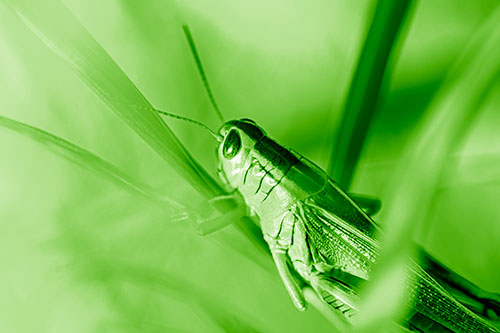 Grasshopper Clasps Ahold Multiple Grass Blades (Green Shade Photo)
