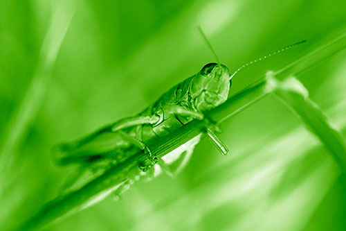 Grasshopper Cuddles Grass Blade Tightly (Green Shade Photo)
