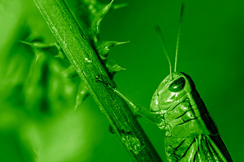 Grasshopper Hangs Onto Weed Stem (Green Shade Photo)