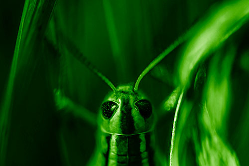 Grasshopper Holds Tightly Among Windy Grass Blades (Green Shade Photo)