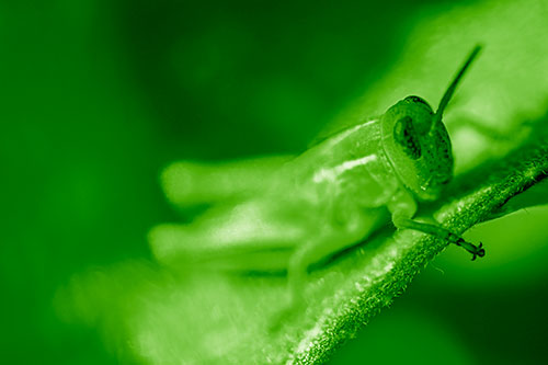 Grasshopper Laying Down Atop Leaf Petal (Green Shade Photo)