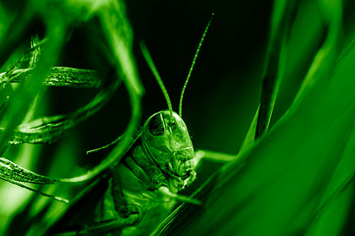 Grasshopper Perched Between Dead And Alive Grass (Green Shade Photo)