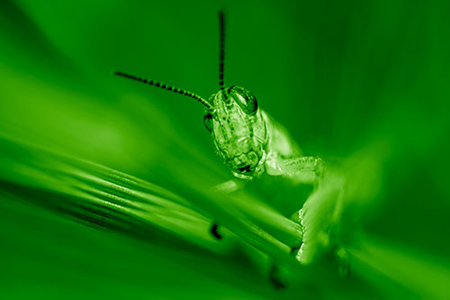 Grasshopper Rides Grass Blades Among Wind (Green Shade)