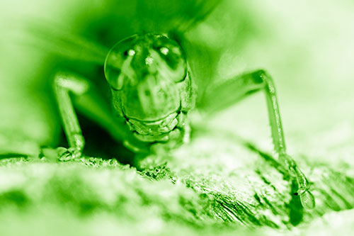Grasshopper Smiles Among Tree Stump (Green Shade Photo)