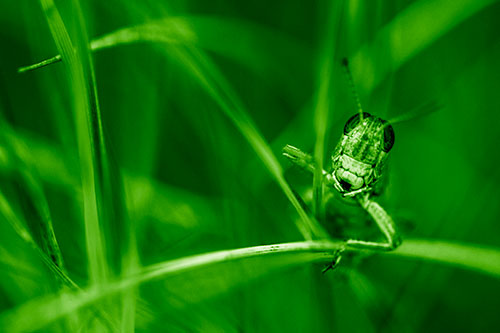 Grasshopper Smiling Among Intersecting Grass Blades (Green Shade)