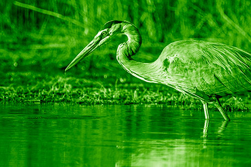 Great Blue Heron Beak Dripping Water (Green Shade Photo)