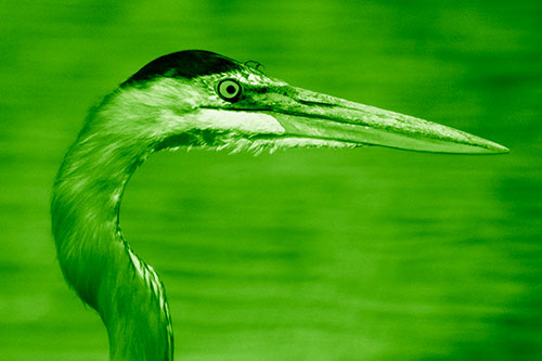 Great Blue Heron Beyond Water Reed Grass (Green Shade Photo)