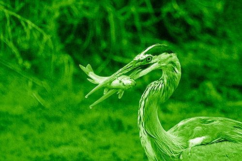 Great Blue Heron Clamps Trout Fish Between Beak (Green Shade)