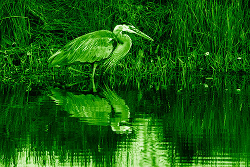 Great Blue Heron Searching Shoreline (Green Shade)