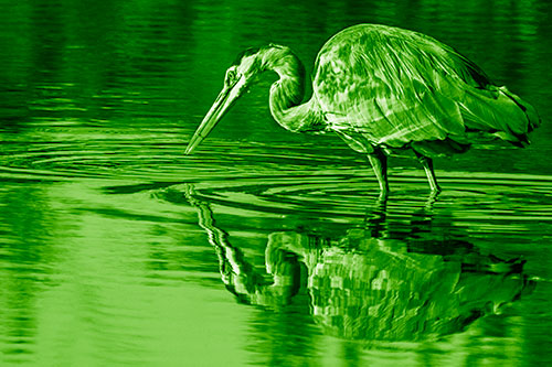 Great Blue Heron Snatches Pond Fish (Green Shade Photo)