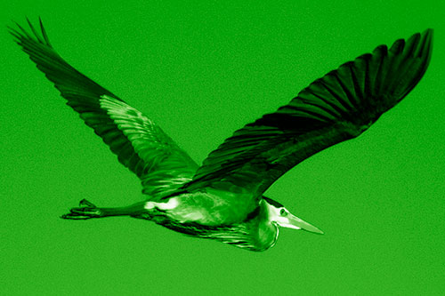 Great Blue Heron Soaring The Sky (Green Shade Photo)
