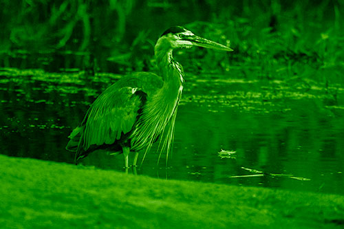 Great Blue Heron Standing Among Shallow Water (Green Shade Photo)