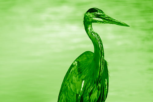 Great Blue Heron Standing Tall Among River Water (Green Shade Photo)