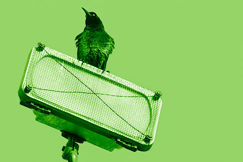 Great Tailed Grackle Keeping Watch Atop Light Pole (Green Shade)