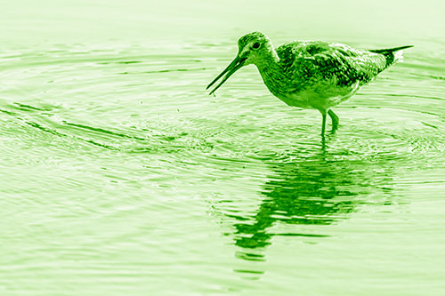 Greater Yellowlegs Fishing Among Shallow Water (Green Shade)