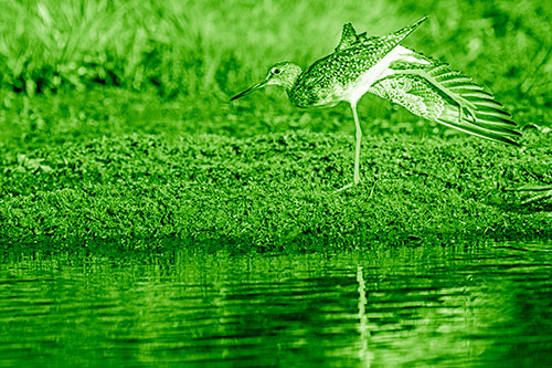 Greater Yellowlegs Stretching Along River Shore (Green Shade)