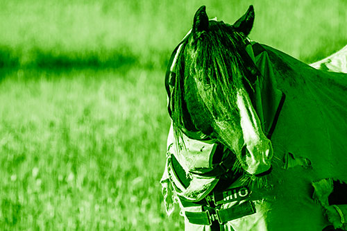 Hair Bang Horse Glancing Sideways In Coat (Green Shade Photo)