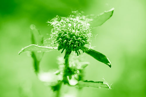 Hairy Gumplant Flower Embracing Sunshine (Green Shade Photo)