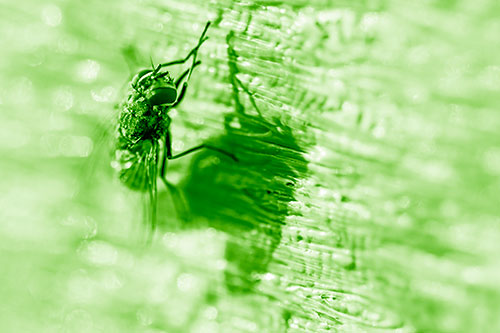 Hand Rubbing Cluster Fly Cleansing Self (Green Shade Photo)