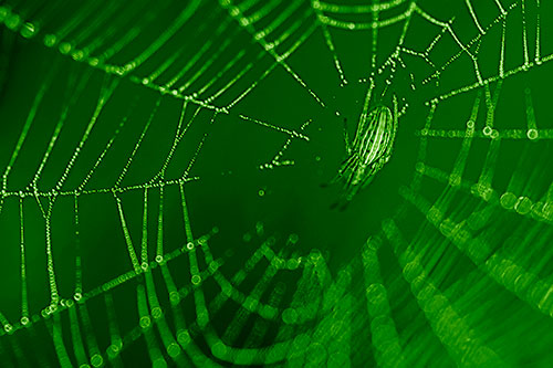 Hanging Orb Weaver Spider Perched Among Dew Covered Web (Green Shade Photo)