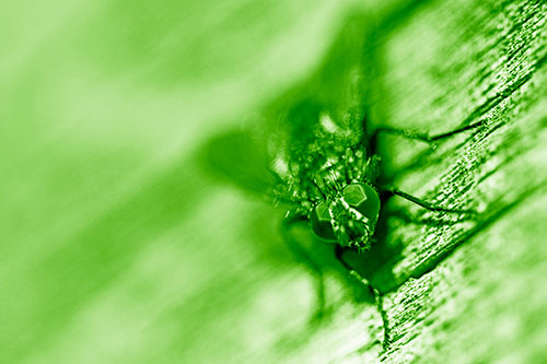 Happy Cluster Fly Enjoys Getting Suntan Among Cracked Wood (Green Shade)