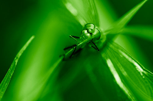 Happy Dragonfly Hugs Grass Blade Edge (Green Shade Photo)