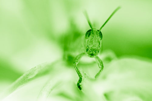 Happy Grasshopper Smiling Among Sneezeweed Leaves (Green Shade)