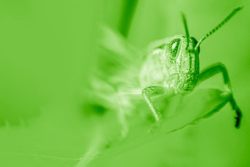 Happy Grasshopper Standing Among Sloping Leaf (Green Shade)