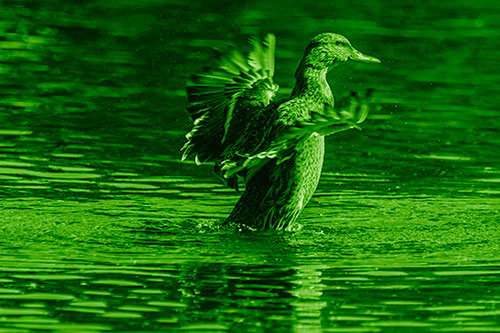Happy Mallard Duck Flapping Wings Towards Sunshine (Green Shade)