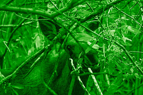 Happy Moose Smiling Behind Tree Branches (Green Shade Photo)