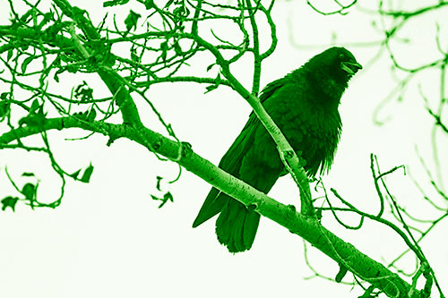 Happy Open Mouthed Crow Cawing (Green Shade Photo)