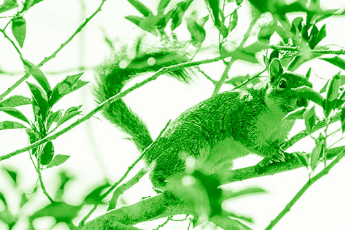 Happy Squirrel With Chocolate Covered Face (Green Shade Photo)