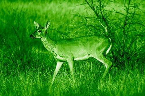 Happy White Tailed Deer Enjoying Stroll Through Grass (Green Shade Photo)