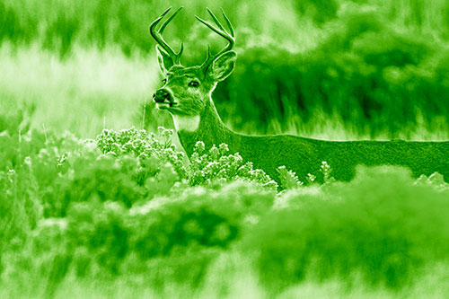 Happy White Tailed Deer Wanders Behind Vegetation (Green Shade)