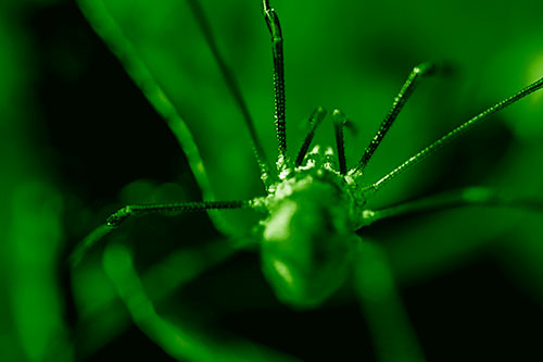Harvestmen Spider Crawling Among Dead Leaves (Green Shade Photo)